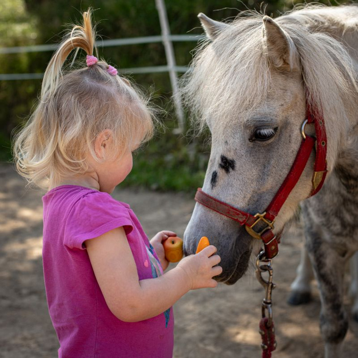 Zestaw do pielęgnacji i karmienia konia 8 elementów Hobby Horse akcesoria Erzi